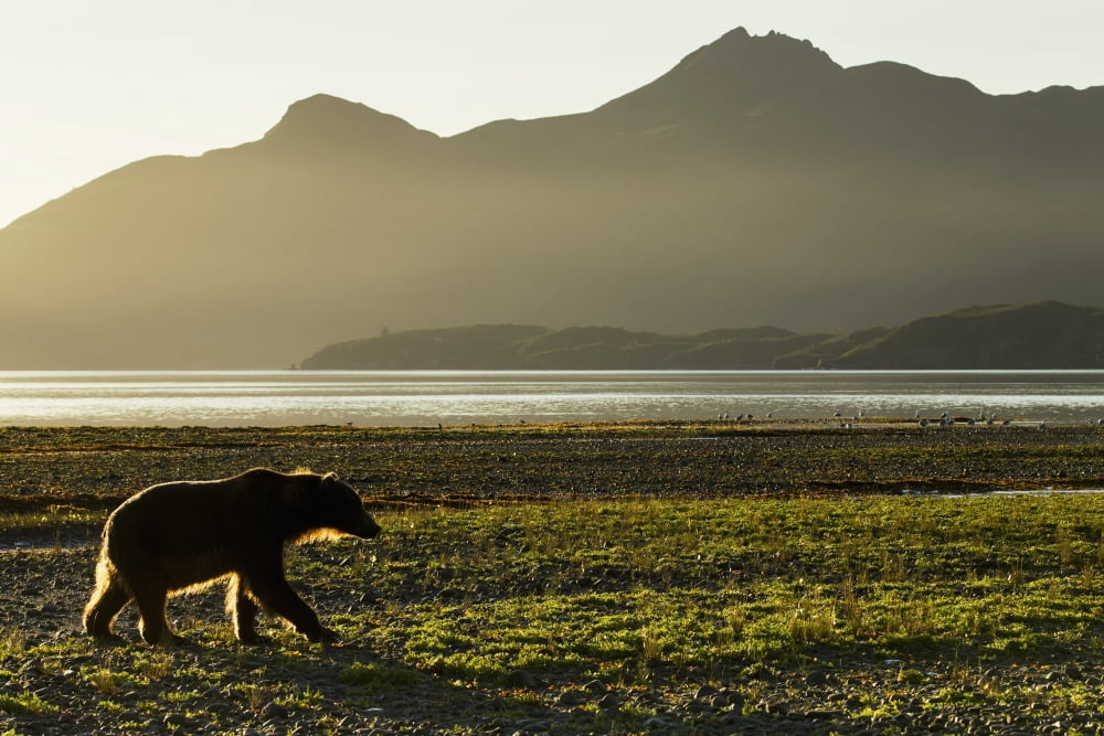 Coastal Brown Bear (Ursus arctos) walking along shoreline at dawn along Kukak Bay Katmai National Park Southwest Alaska Canvas Art - Paul Souders Design Pics (19 x 12)