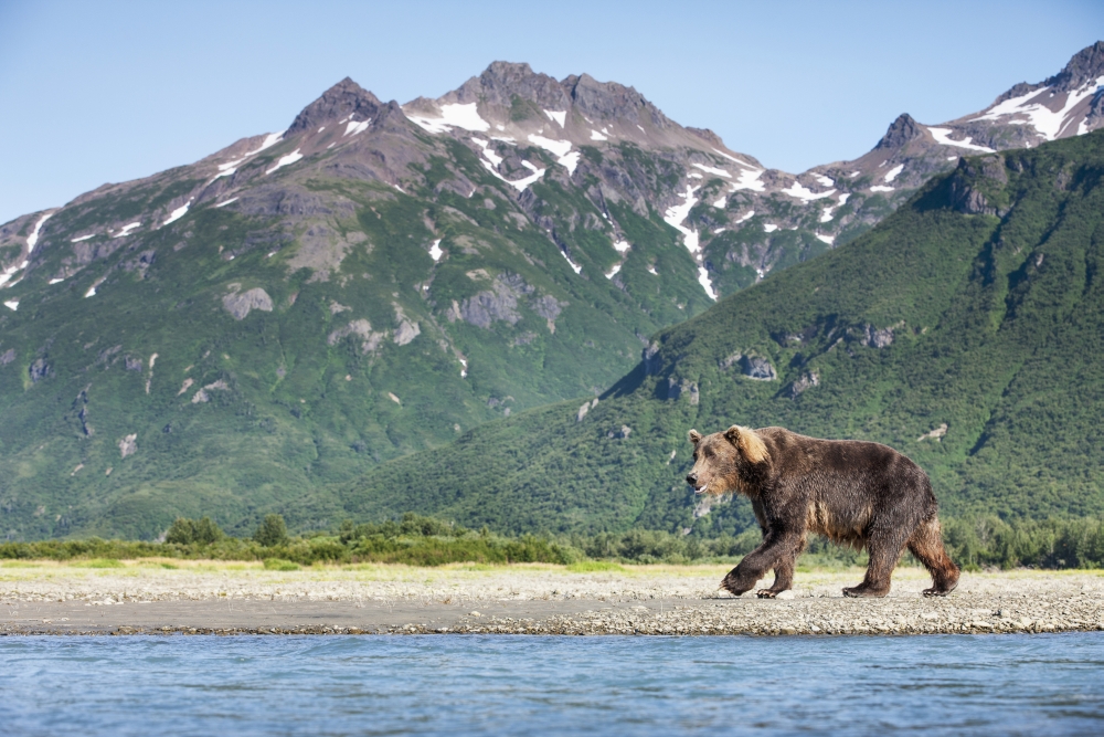 Coastal Brown Bear (Ursus arctos) walking beneath mountain peaks along Kukak Bay in late summer Katmai National Park Southwest Alaska Canvas Art - Paul Souders Design Pics (19 x 12)