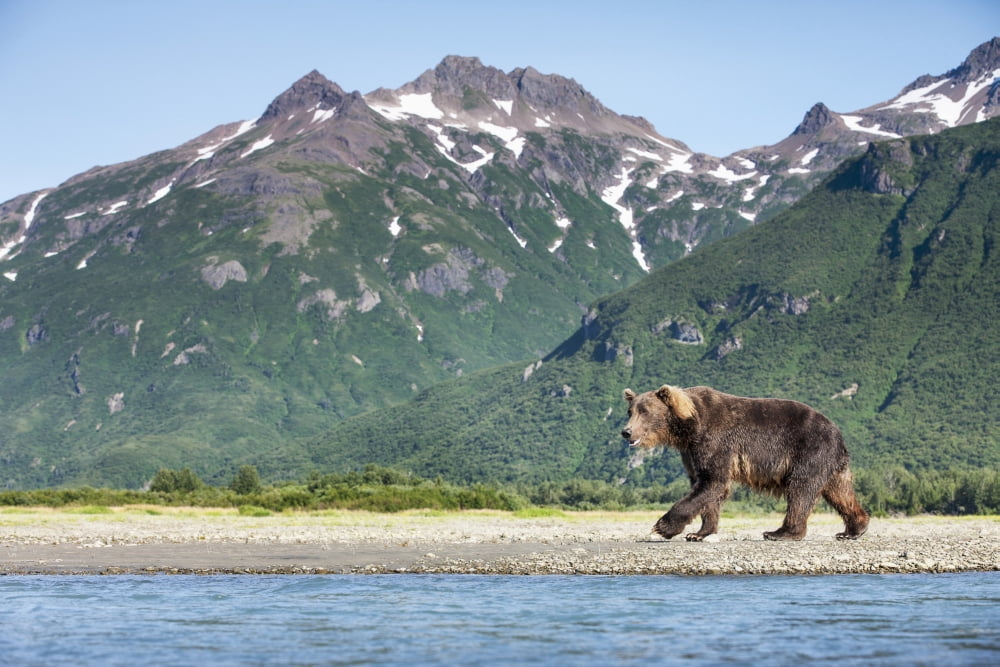 Coastal Brown Bear (Ursus arctos) walking beneath mountain peaks along Kukak Bay in late summer Katmai National Park Southwest Alaska Canvas Art - Paul Souders Design Pics (38 x 24)