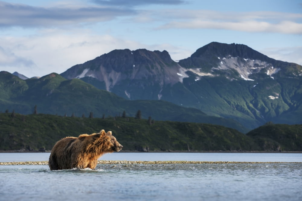 Coastal Brown Bear (Ursus arctos) walking through salmon spawning stream by Kukak Bay Katmai National Park Southwest Alaska Canvas Art - Paul Souders Design Pics (38 x 24)