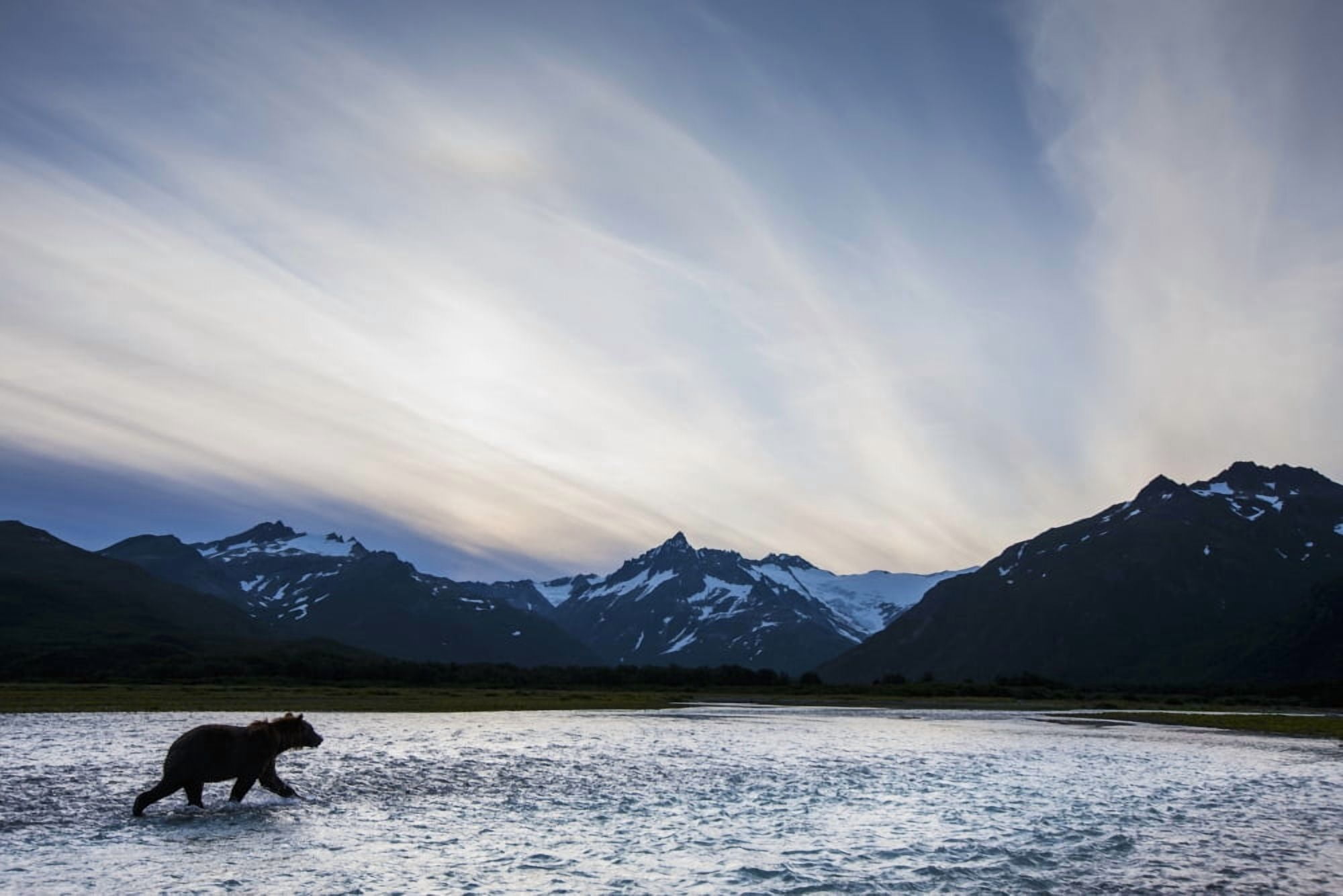 Coastal Brown Bear (Ursus arctos) walking through salmon spawning stream along Kukak Bay Katmai National Park Southwest Alaska Canvas Art - Paul Souders Design Pics (19 x 12)