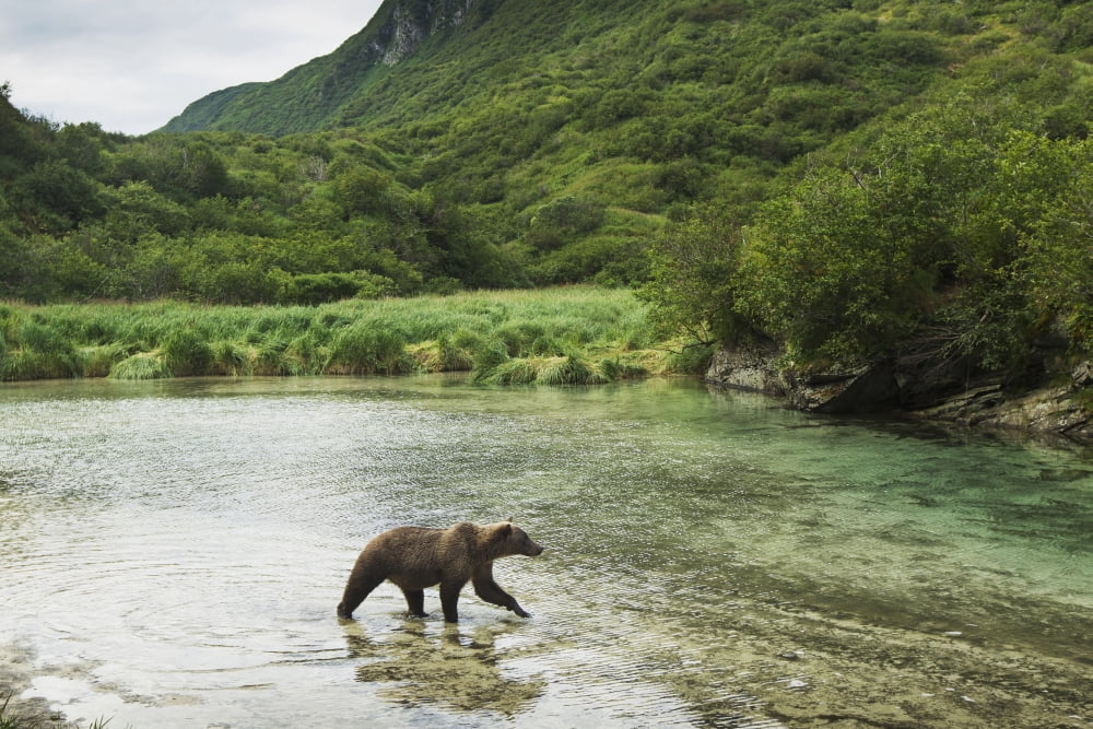 Coastal Brown Bear (Ursus arctos) walking through spawning salmon stream along Kuliak Bay Katmai National Park Southwest Alaska Canvas Art - Paul Souders Design Pics (38 x 24)