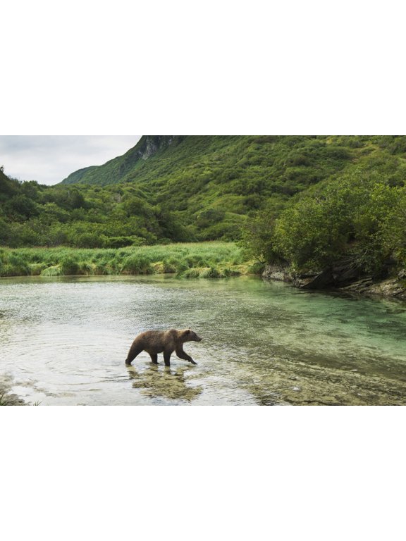 Coastal Brown Bear (Ursus arctos) walking through spawning salmon stream along Kuliak Bay Katmai National Park Southwest Alaska Canvas Art - Paul Souders Design Pics (38 x 24)