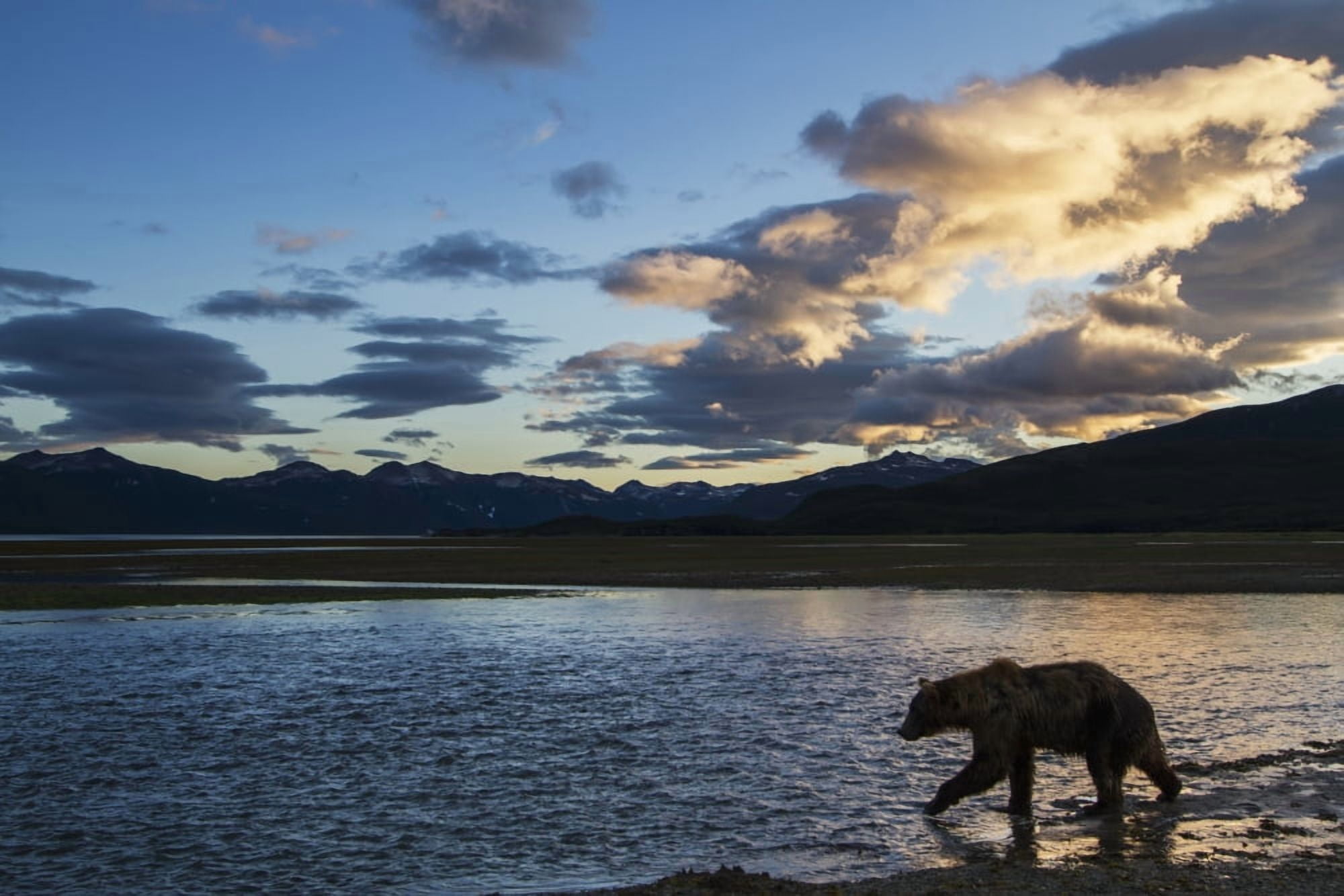 Coastal Brown Bear (Ursus arctos) walks along salmon spawning stream at sunset along Kukak Bay Katmai National Park Southwest Alaska Canvas Art - Paul Souders Design Pics (19 x 12)