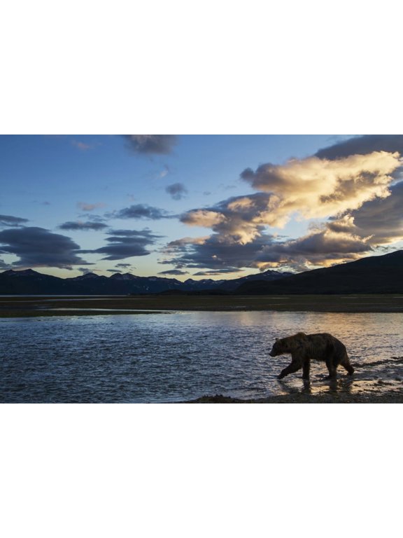 Coastal Brown Bear (Ursus arctos) walks along salmon spawning stream at sunset along Kukak Bay Katmai National Park Southwest Alaska Canvas Art - Paul Souders Design Pics (19 x 12)