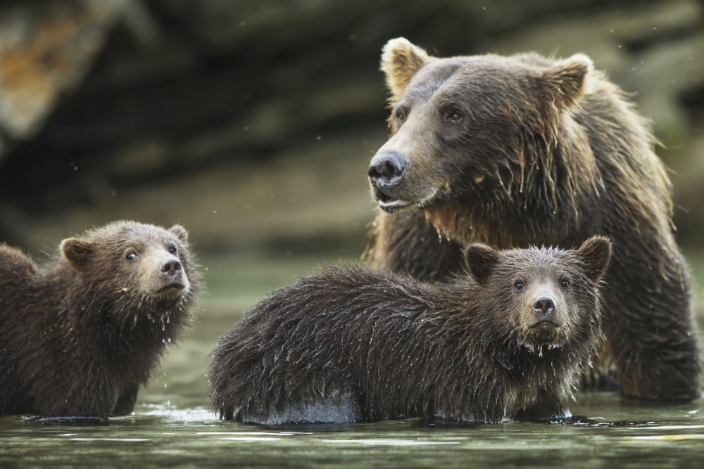 Coastal Brown Bear spring cubs (Ursus arctos) and mother in salmon spawning stream along Kuliak Bay Katmai National Park Southwest Alaska Canvas Art - Paul Souders Design Pics (19 x 12)