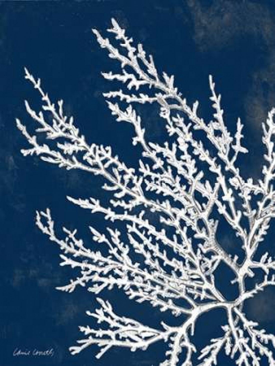 Coastal Coral I Canvas Art - Lanie Loreth (18 x 24)