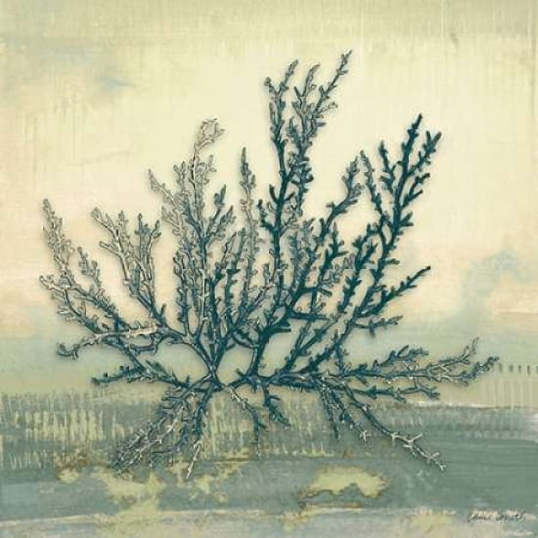 Coastal Coral I Canvas Art - Lanie Loreth (24 x 24)