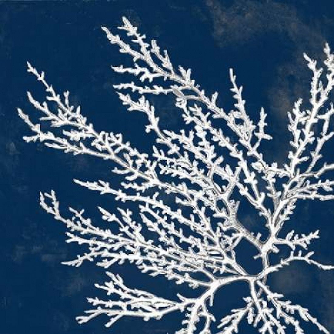 Coastal Coral I Canvas Art - Lanie Loreth (24 x 24)