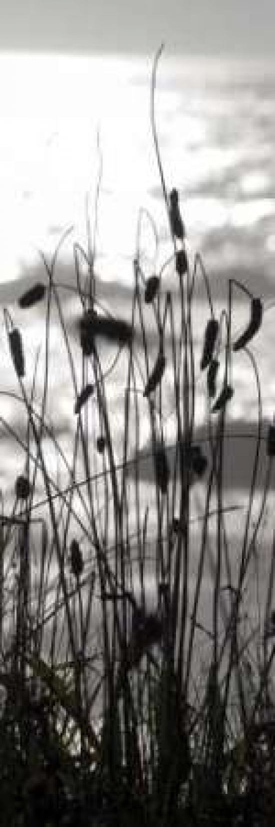 Coastal Grass Panel I Canvas Art - Erin Berzel (8 x 24)