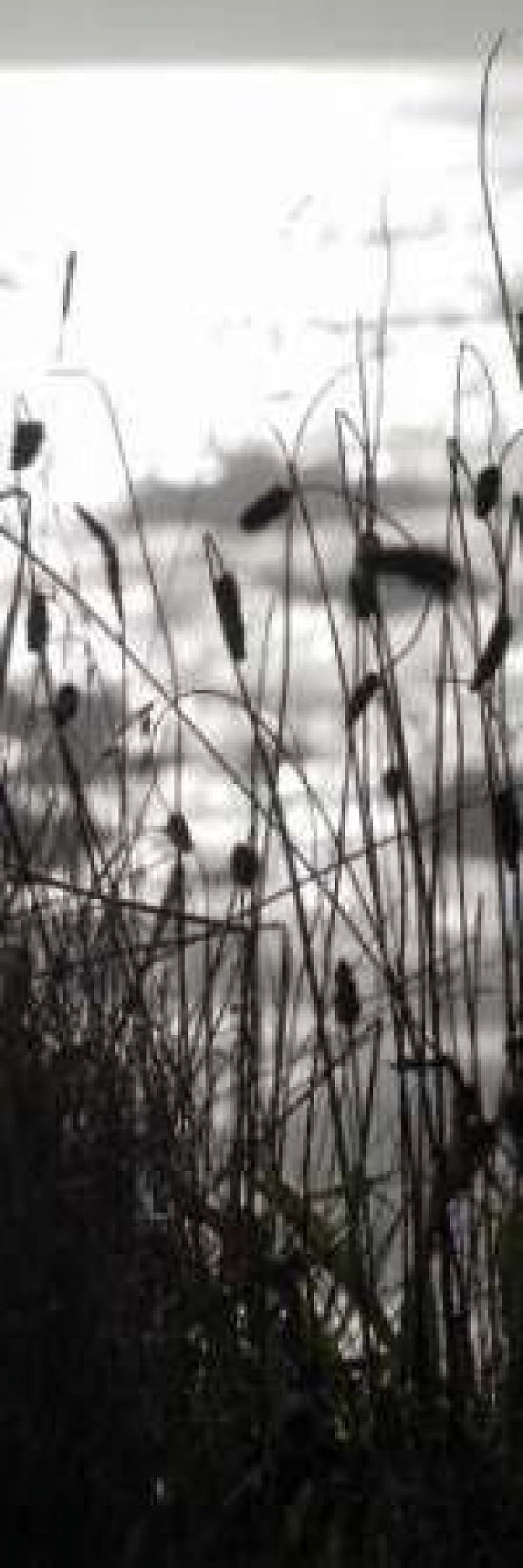 Coastal Grass Panel II Canvas Art - Erin Berzel (12 x 36)