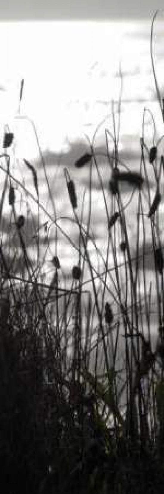 Coastal Grass Panel II Canvas Art - Erin Berzel (8 x 24)