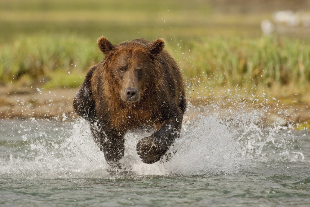 Coastal Grizzly Boar Fishing At Geographic Harbor Katmai National Park Alaska Canvas Art - Kent Fredriksson Design Pics (17 x 11)
