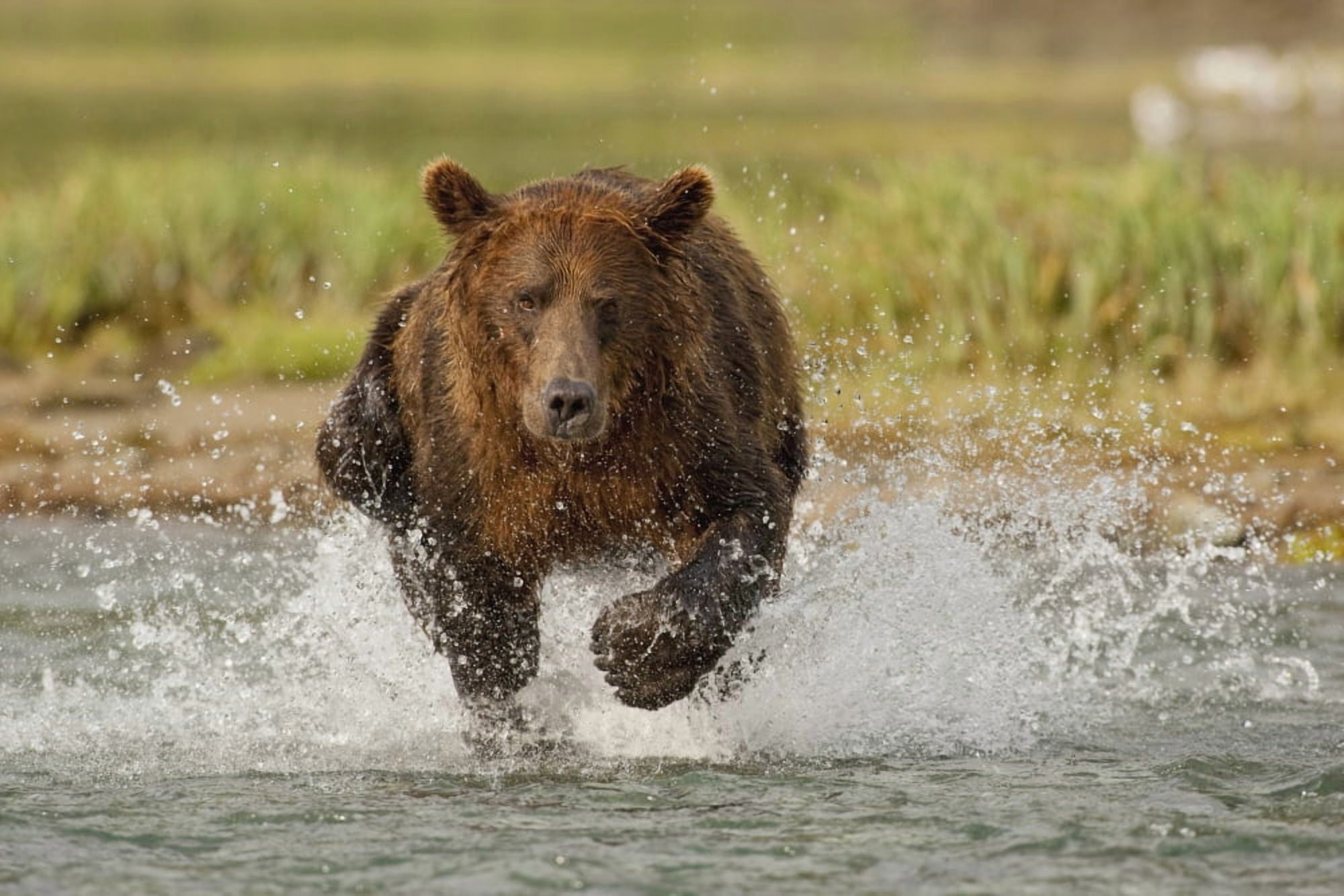 Coastal Grizzly Boar Fishing At Geographic Harbor Katmai National Park Alaska Canvas Art - Kent Fredriksson Design Pics (34 x 22)