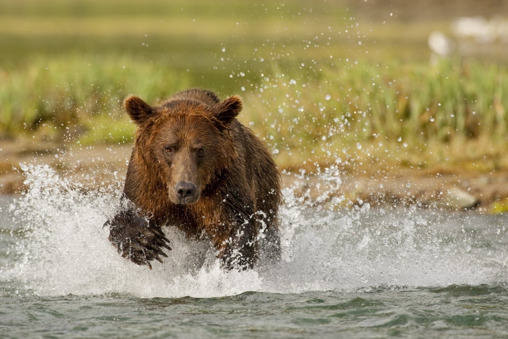Coastal Grizzly Boar Fishing At Geographic Harbor Katmai National Park Alaska Canvas Art - Kent Fredriksson Design Pics (34 x 22)