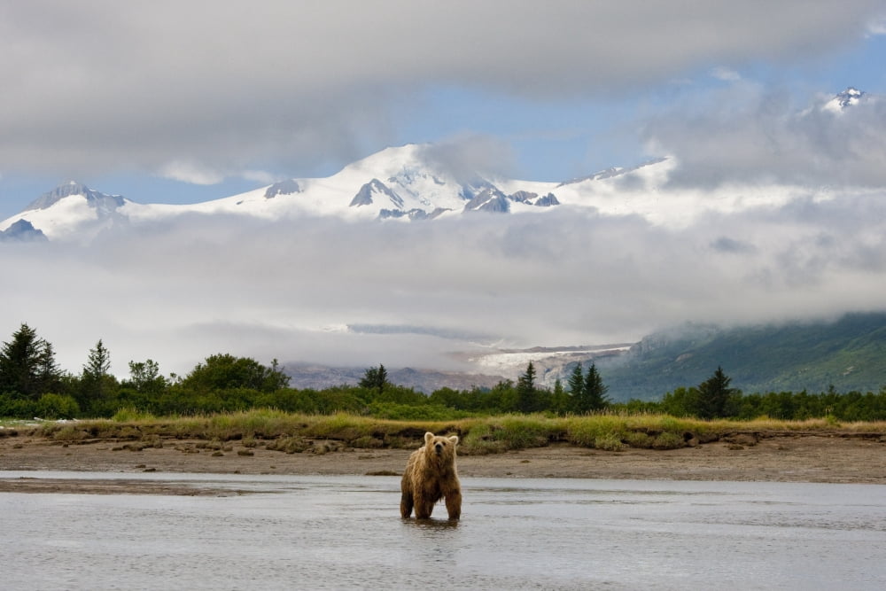 Coastal Grizzly Sow Fishing At Hallo Bay Katmai National Park Alaska Canvas Art - Kent Fredriksson Design Pics (17 x 11)