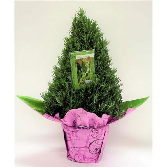 Coastal Nursery ROSE96 6.5 in. Rosemary Chefs Choice in Hanging Basket