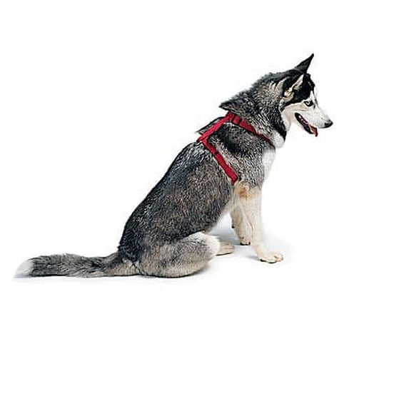 Adj Harness - 1x22-38 in Color: Red