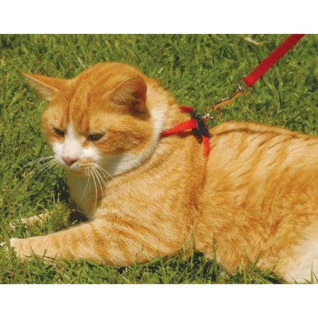 Coastal Pet Size Right Adjustable Cat Harness, Red