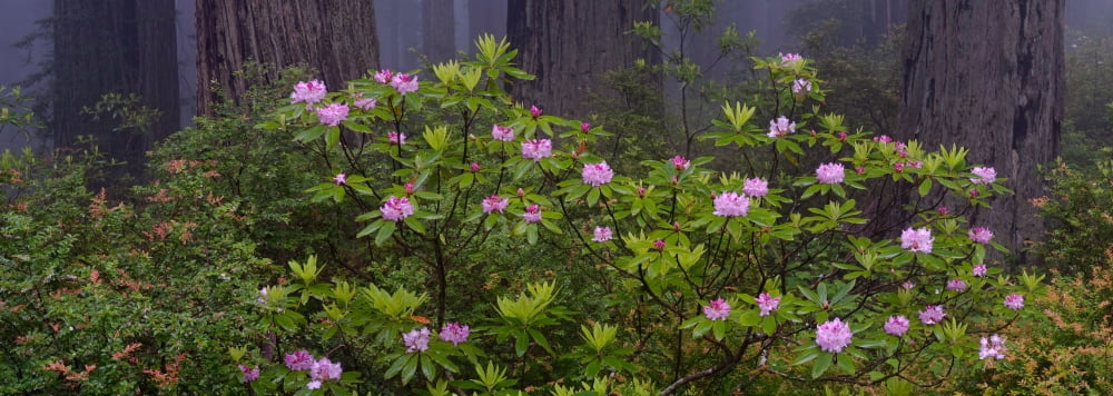 Coastal Redwood (Sequoia sempervirens) and Pacific Rhododendron (Rhododendron macrophyllum) Damnation Creek Trail Redwood National Park California USA Canvas Art - Panoramic Images (13 x 36)