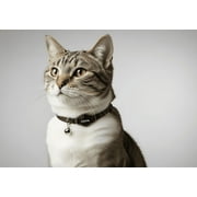 COASTAL PET PRODUCTS Coastal Safe Cat Breakaway Collar 12" Black Stylish Nylon Adjustable Buckle