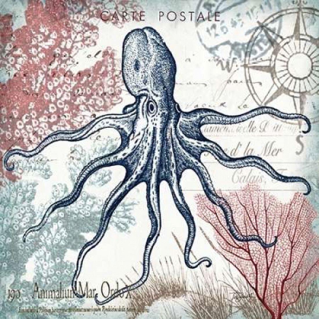 Coastal Sea Life V Canvas Art - Tre Sorelle Studios (24 x 24)