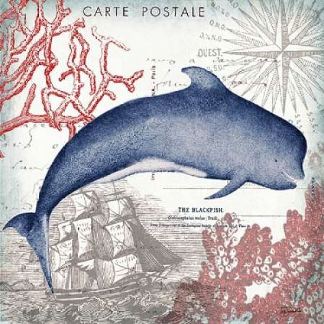 Coastal Sea Life VI Canvas Art - Tre Sorelle Studios (24 x 24)