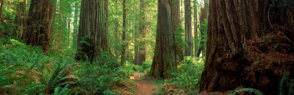 Coastal Sequoia trees in Redwood Forest in Northern California USA Canvas Art - Panoramic Images (12 x 36)
