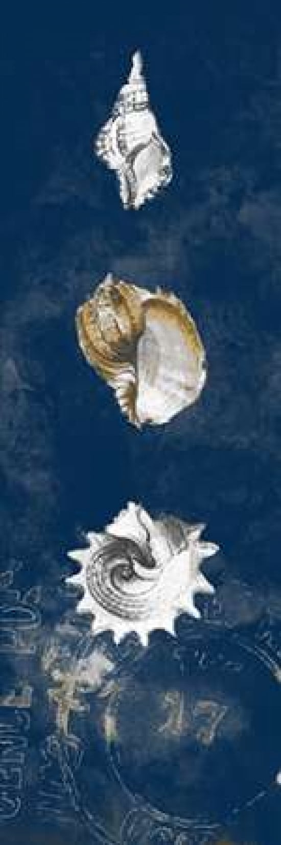 Coastal Shells Panel II Canvas Art - Lanie Loreth (12 x 36)