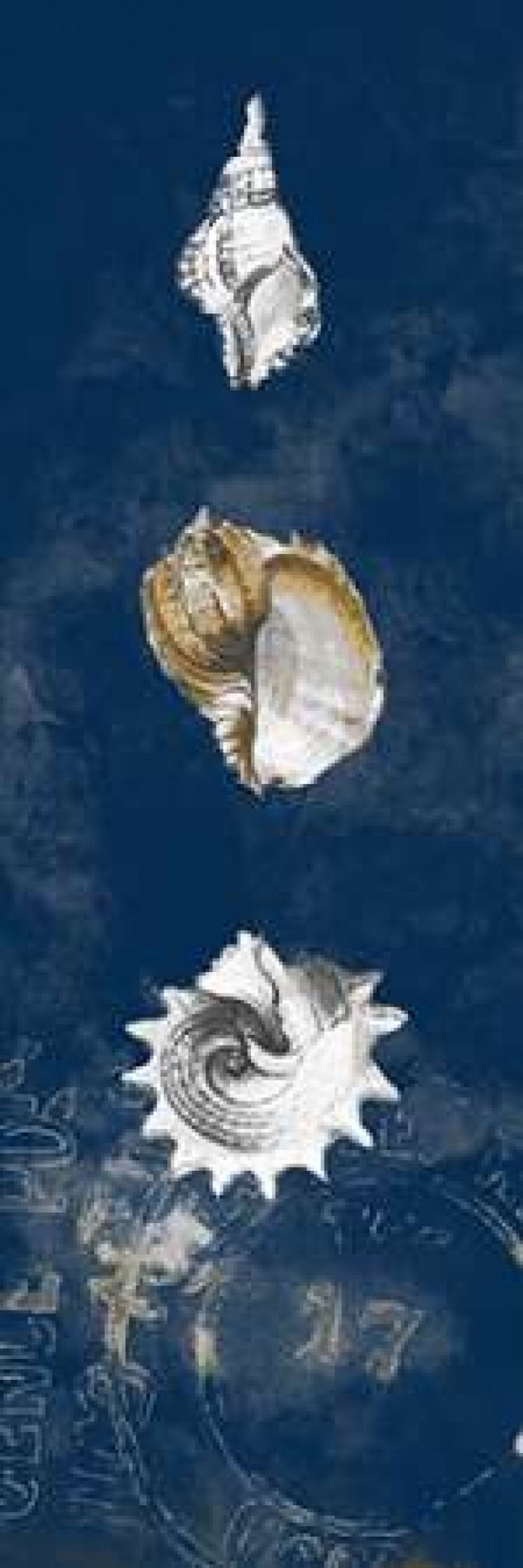 Coastal Shells Panel II Canvas Art - Lanie Loreth (8 x 24)