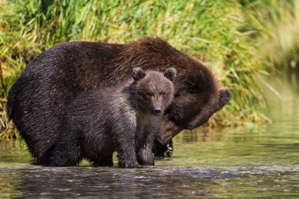 Coastal brown bear and cub fishing in a river Katmai National Park and Preserve Southwest Alaska Canvas Art - Marion Owen Design Pics (38 x 24)
