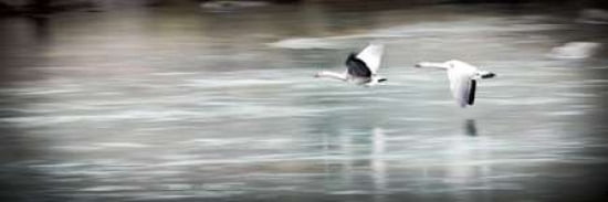 Coasting Canvas Art - Todd McPhetridge (8 x 24)