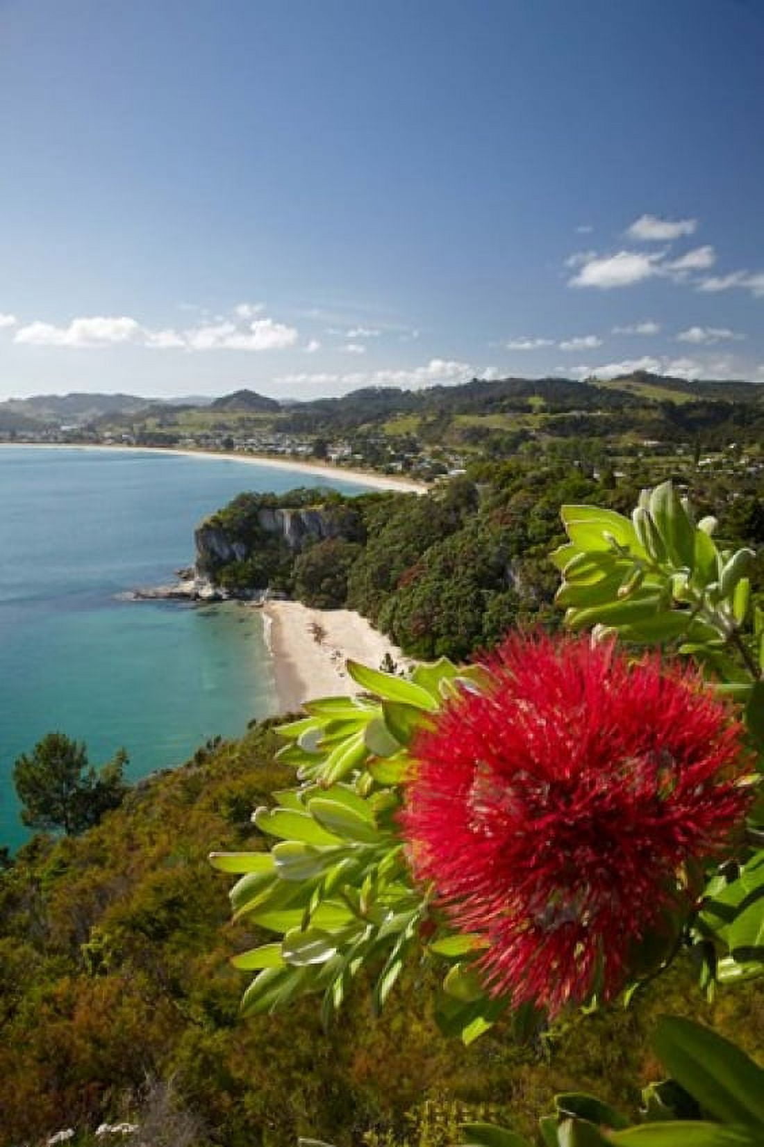 Coastline Cooks Beach North Island New Zealand Canvas Art - David Wall DanitaDelimont (25 x 38)