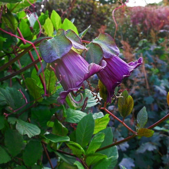 Cobaea Scandens Violet Cup & Saucer Vine Flower Seeds - 200 Seeds
