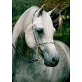thumbnail image 1 of Cobble Hill Horses #2 (Animals Mini) 54 Piece Jigsaw Puzzle, 1 of 1