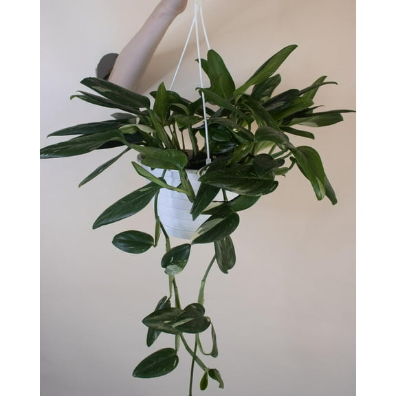 Cobra Monstera-Rare Variegated Climbing Plant 6" Pot