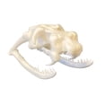 thumbnail image 1 of Cobra Skull 3D Printed Cobra Skull Model Halloween Decor, 1 of 2