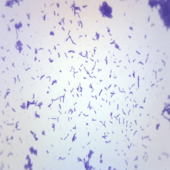 Coccus Smear, Gram Positive Stain - Prepared Microscope Slide - 75 x 25mm - Biology & Microscopy - Eisco Labs