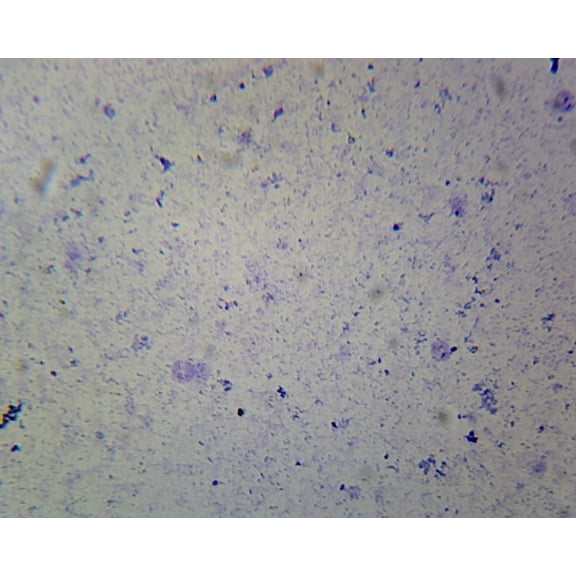 Coccus; Smear; Gram-Positive by Go Science Crazy