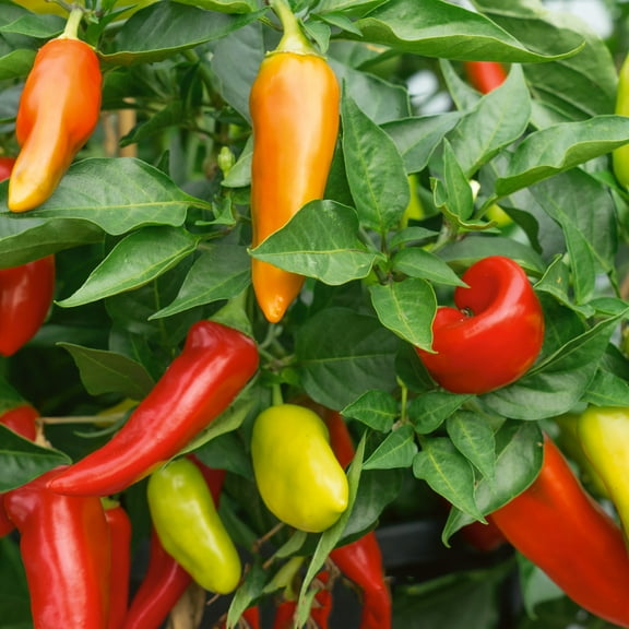 Cochise F1 Hybrid Hot Pepper Seeds - 300 Mg Packet ~40 Seeds - Non-GMO, F1 Hybrid - Vegetable Garden - Capsicum annuum