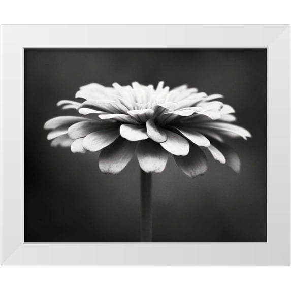 Cochrane, Carolyn 24x20 White Modern Wood Framed Museum Art Print Titled - Spellbinding