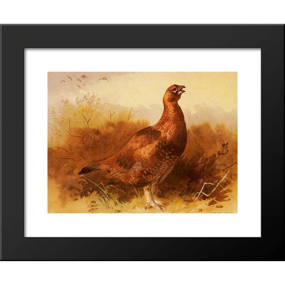 Cock Grouse 20x24 Framed Art Print by Archibald Thorburn