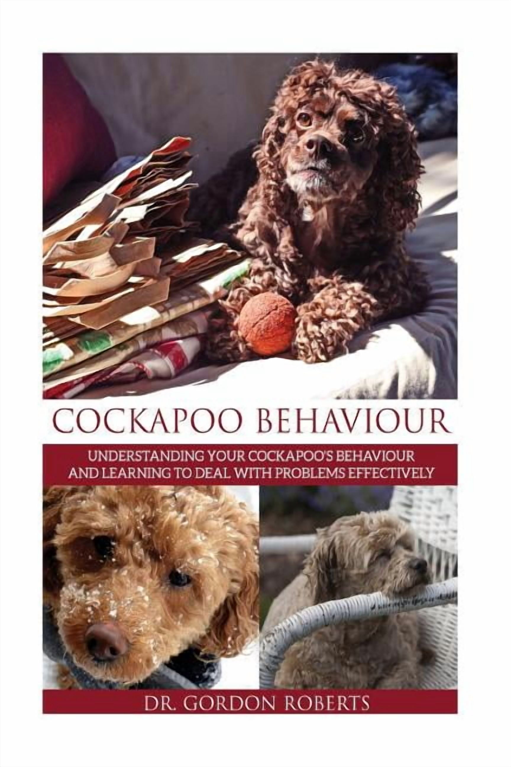 Cockapoo Issues Cockapoo Behaviour: Understanding your Cockapoo's Behaviour and ...