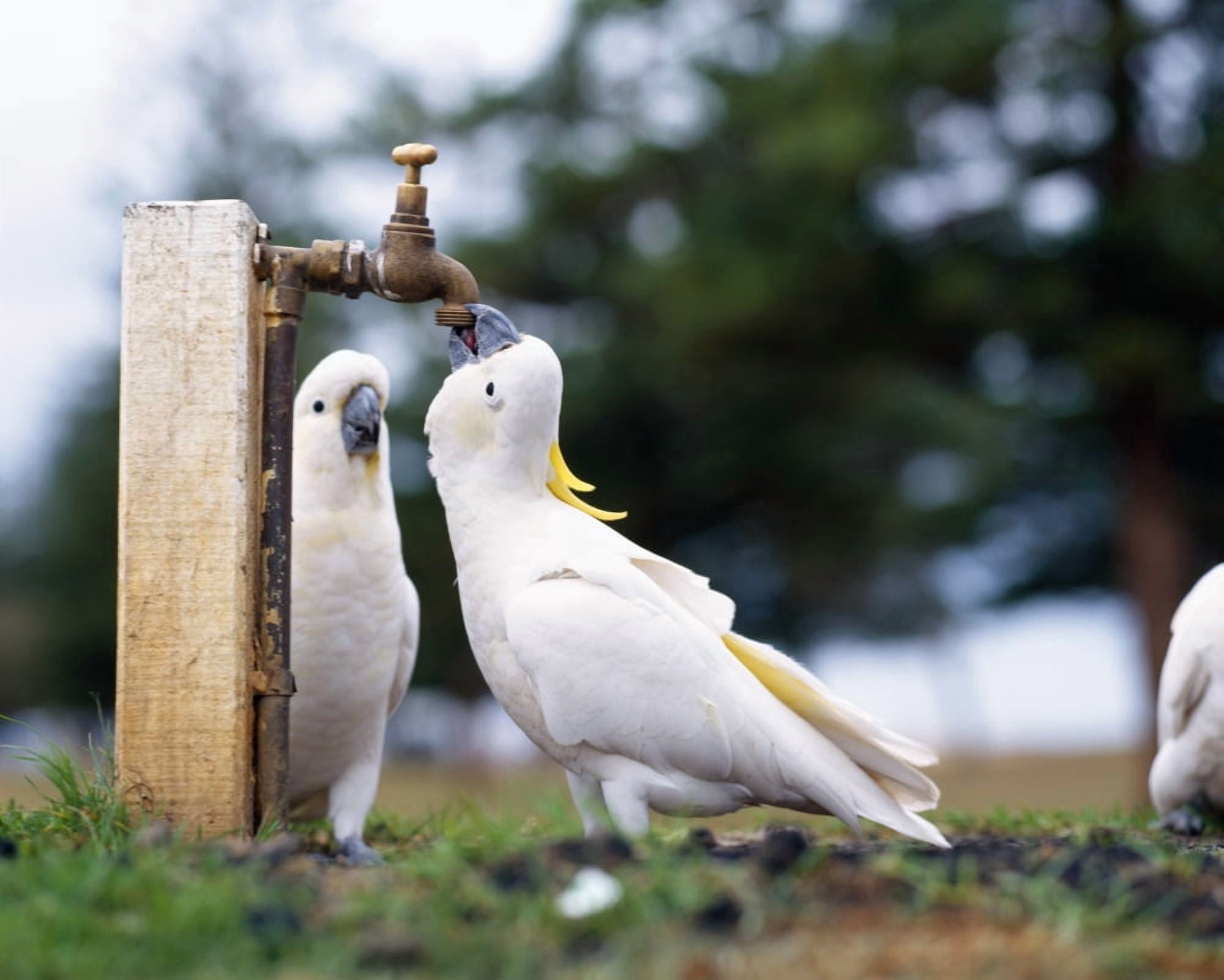 Cockatiel (Nymphicus hollandicus) drinking water from a faucet with another beside it Australia Canvas Art - Panoramic Images (22 x 27)