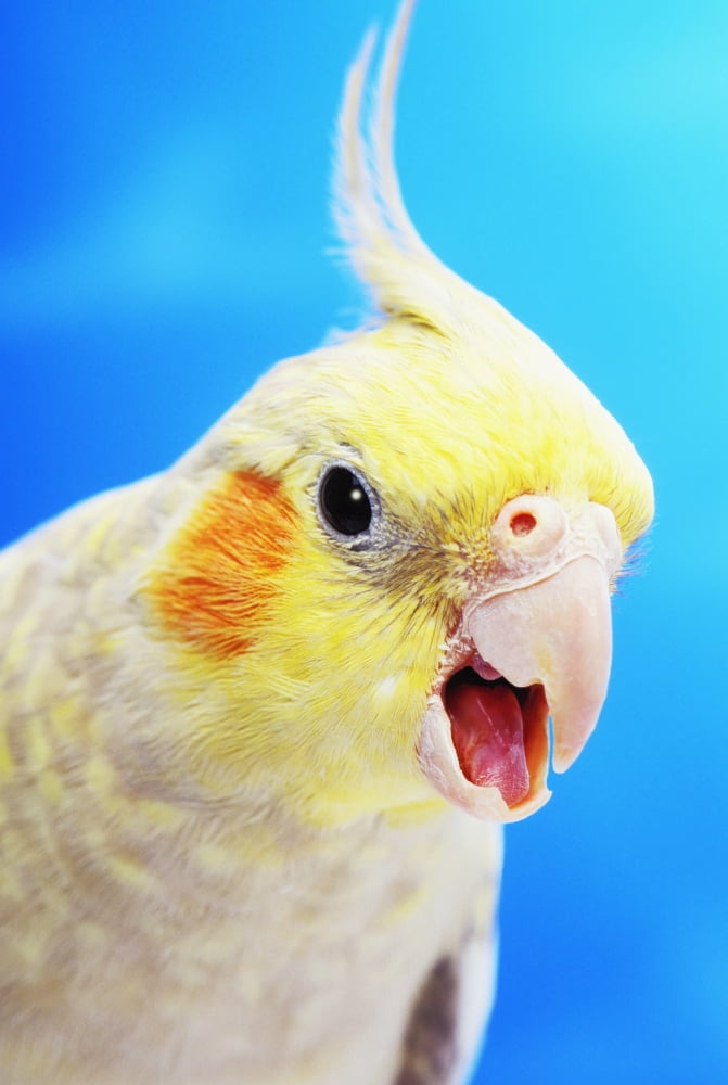 Cockatiel (nymphicus hollandicus)Vancouver canada Canvas Art - Thomas Kitchin & Victoria Hurst Design Pics (12 x 18)