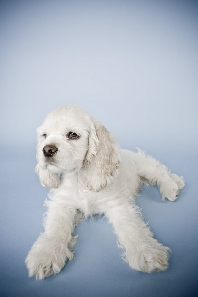 Cocker Spaniel Canvas Art - David DuChemin Design Pics (12 x 18)
