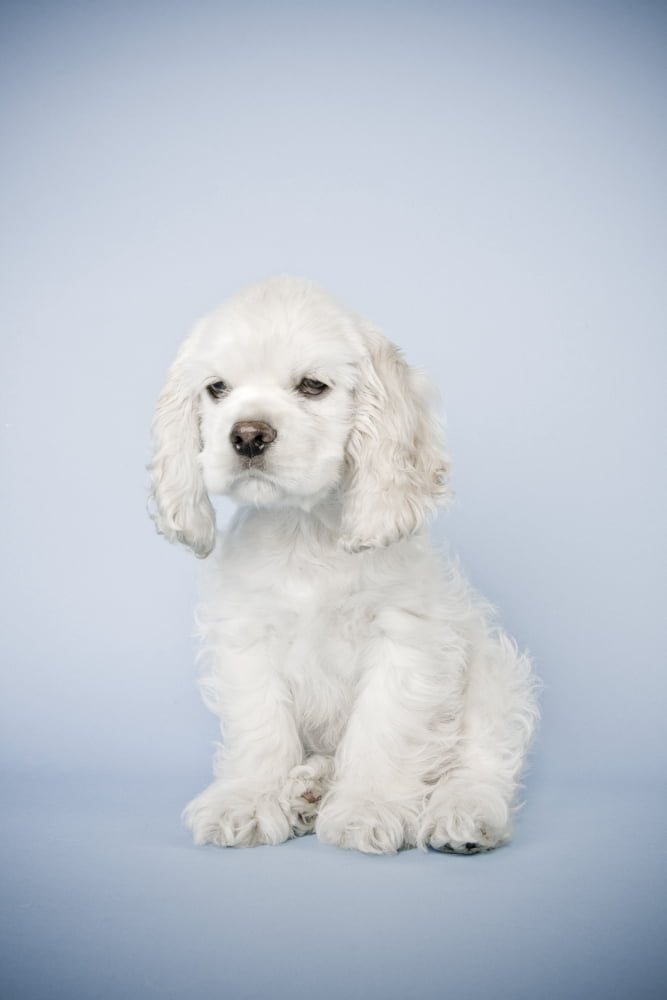 Cocker Spaniel Canvas Art - David DuChemin Design Pics (24 x 38)