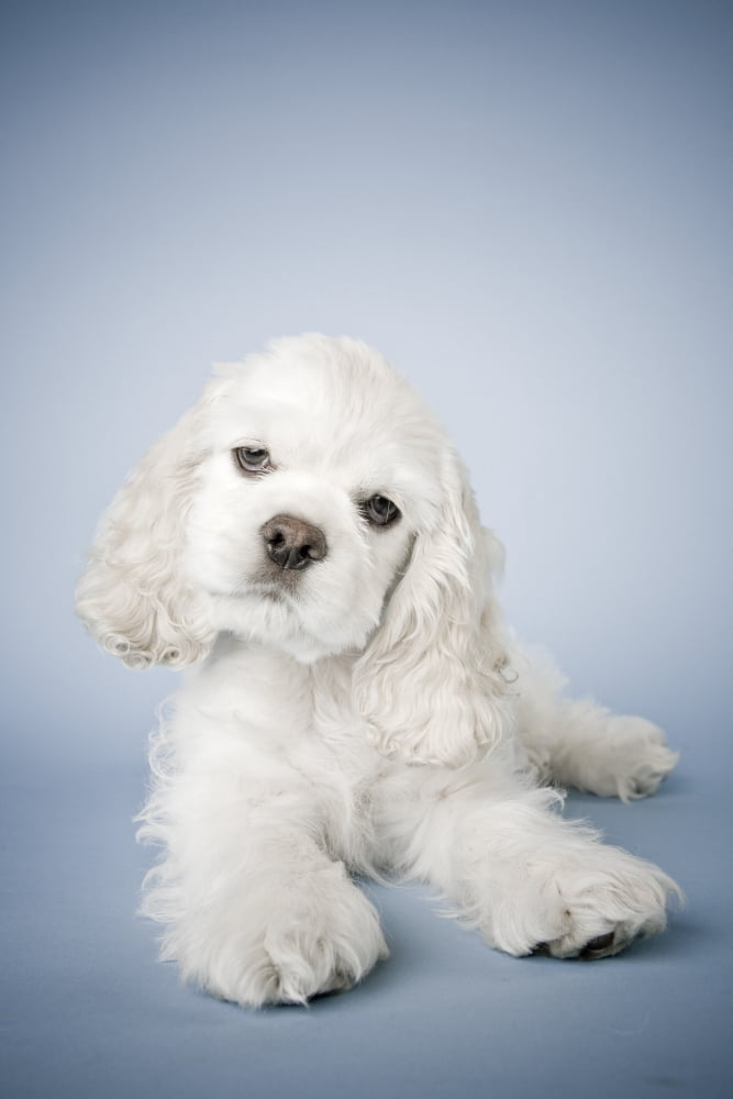 Cocker Spaniel Canvas Art - David DuChemin Design Pics (24 x 38)