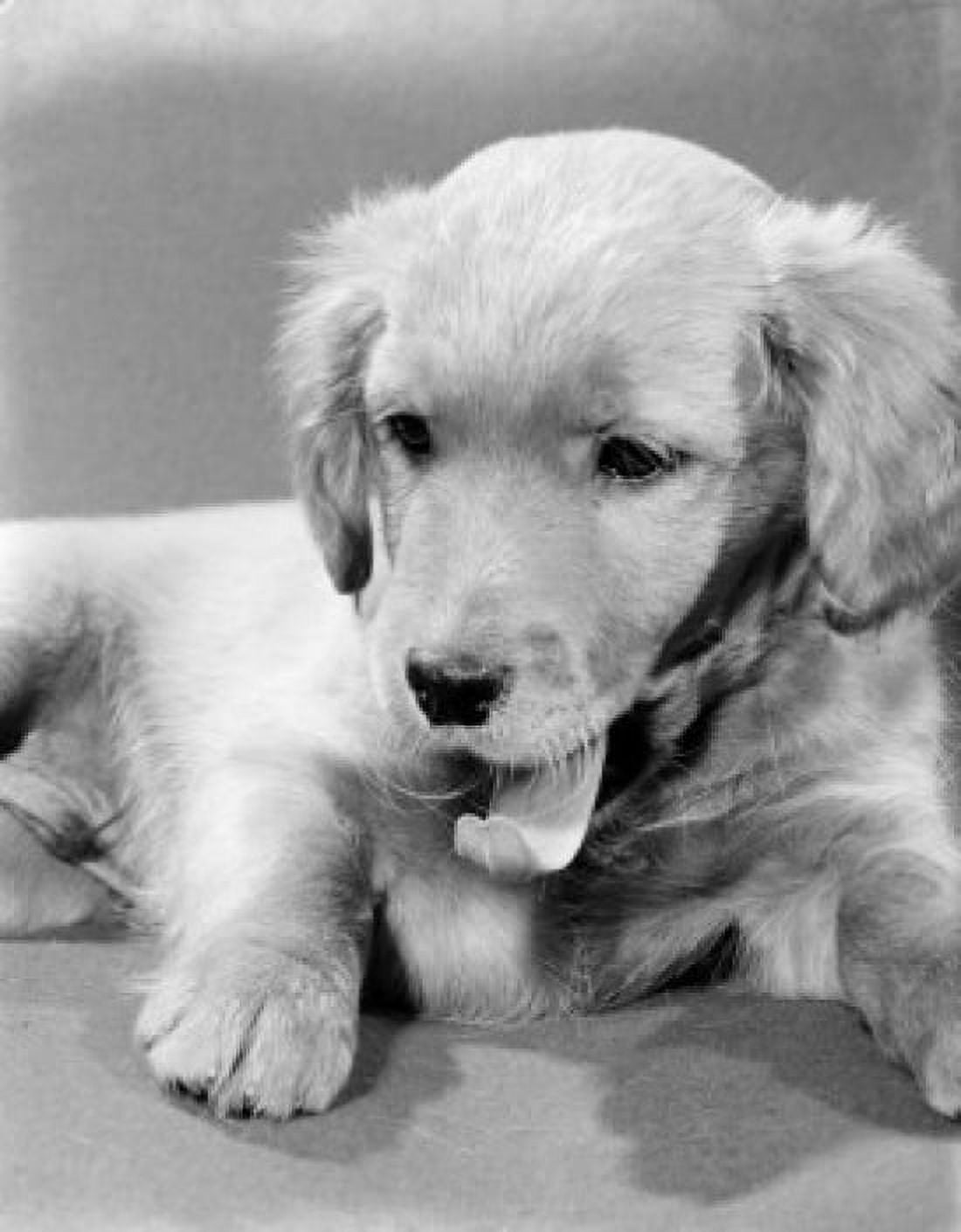 Cocker Spaniel puppy Canvas Art - (18 x 24)