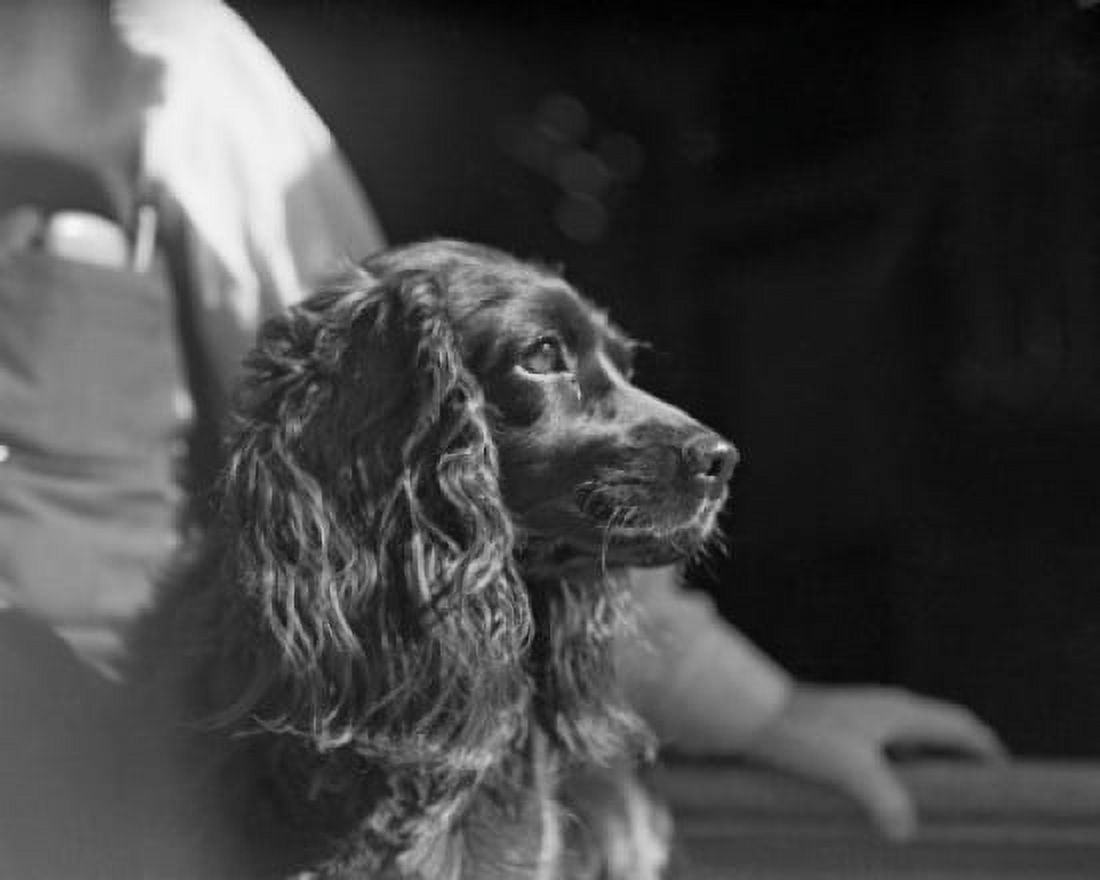 Cocker spaniel looking away man in the background Canvas Art - (24 x 36)